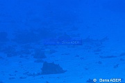 Carcharhinus melanoterus requin pointe noire-Wakatobi Wangi Island-22m-20180601-Denis-ADER-DSC_2825_tn
